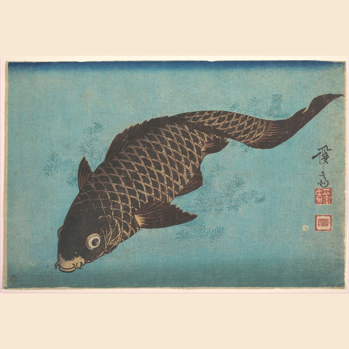 Black carp, classic flash, Keisai Eisen