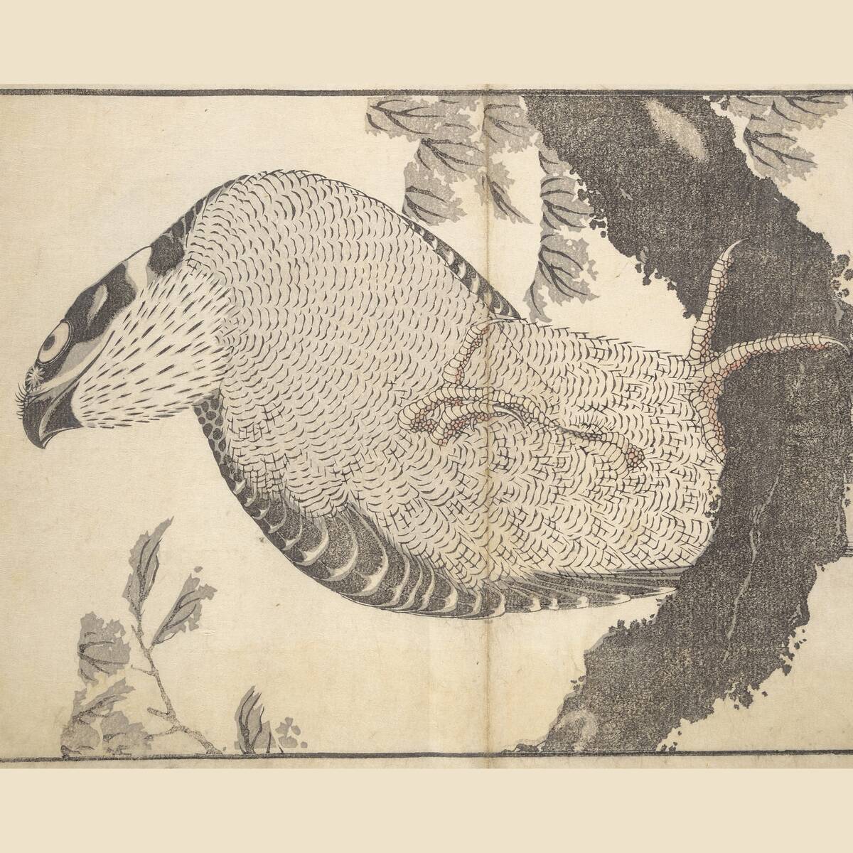 Hokusai hawk, classic flash, Katsushika Hokusai